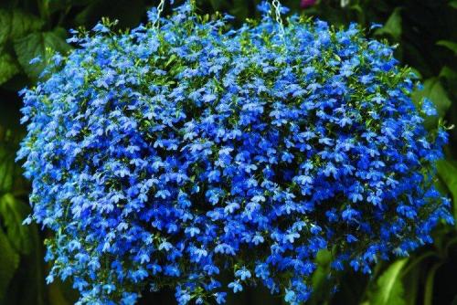 Цветы для кашпо на улице свисающие. Ампельные цветы: фото, названия и описания (каталог)