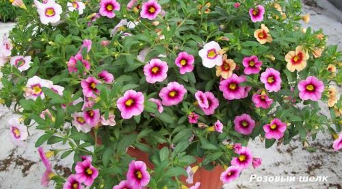 Цветы в кашпо на даче. 9 правил выращивания в уличных горшках 01