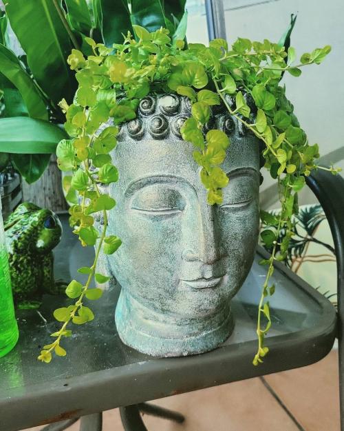 Цветы в кашпо на даче. 9 правил выращивания в уличных горшках 08