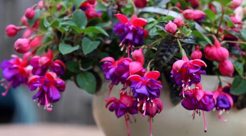 Цветы в кашпо на даче. 9 правил выращивания в уличных горшках 04