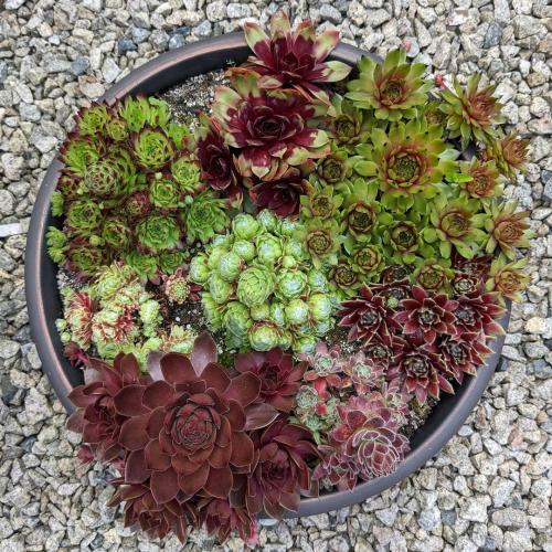 Цветы в кашпо на даче. 9 правил выращивания в уличных горшках 14