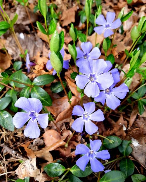 Цветы в кашпо на даче. 9 правил выращивания в уличных горшках 12