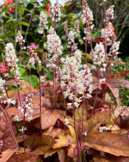 Цветы в кашпо на даче. 9 правил выращивания в уличных горшках 07