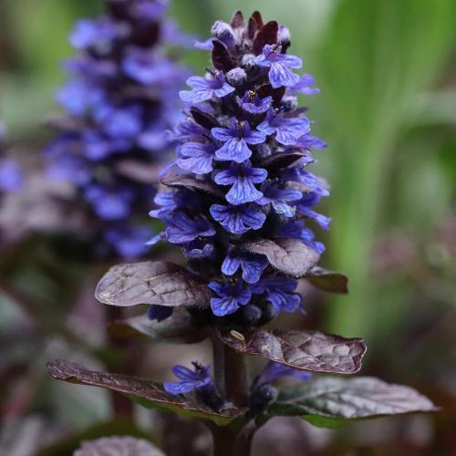 Цветы в кашпо на даче. 9 правил выращивания в уличных горшках 15