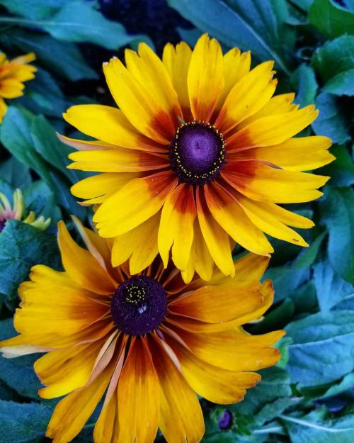 Цветы в кашпо на даче. 9 правил выращивания в уличных горшках 10