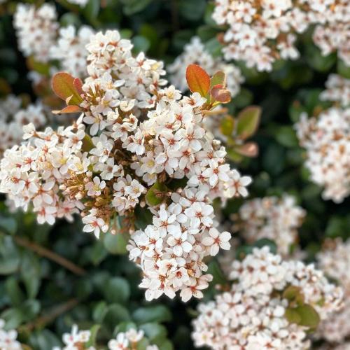 Цветы в кашпо на даче. 9 правил выращивания в уличных горшках 11