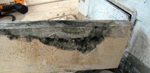 Как удалить плесень с деревянной поверхности в домашних условиях. Причины появления плесени на деревянных поверхностях