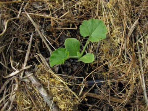 Какие формы грядок наиболее устойчивы к погодным условиям