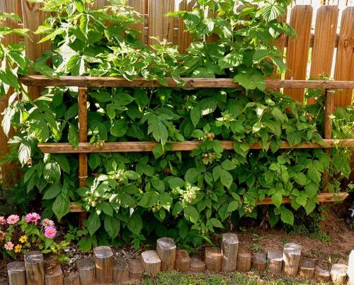 Опоры под малину. Как сделать своими руками?