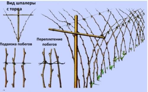 Простая шпалера для малины. Как сделать шпалеру для малины