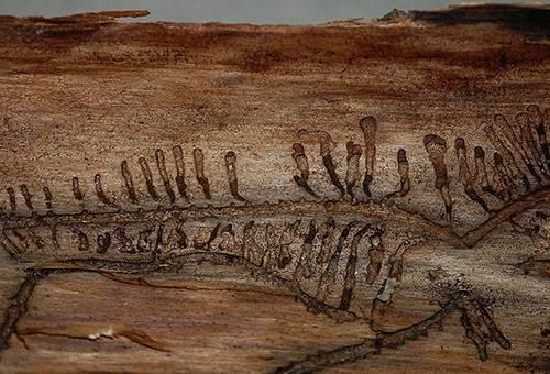 Короед в квартире. Что делать, если деревянные изделия в квартире заражены короедом