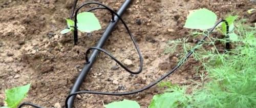 Автополив из бочки самотеком. Капельный полив самотёком: выбор оборудования и монтаж