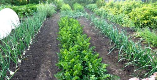 Грядки из подручных материалов своими руками. Расположение грядок на огороде –, как правильно сделать ряды и междурядья