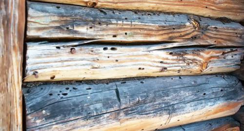 Какие советы экспертов могут помочь избавиться от короеда на фасаде дома. Особенности и опасность жуков-короедов