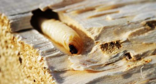 Какие советы экспертов могут помочь избавиться от короеда на фасаде дома. Особенности и опасность жуков-короедов