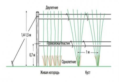 Из подручных материалов в шпалеру: простой способ украсить вашу малину 05 Из подручных материалов в шпалеру: простой способ украсить вашу малину 05