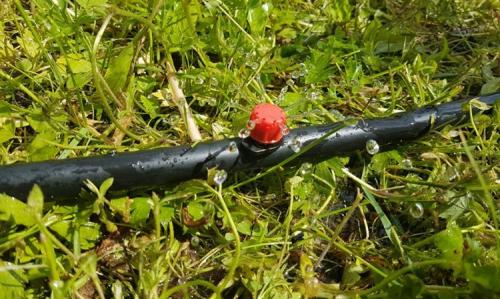 Капельная система полива в теплице. Система капельного полива для теплицы: какую лучше купить и как сделать своими руками?