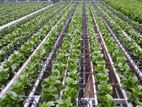 Капельная система полива в теплице. Система капельного полива для теплицы: какую лучше купить и как сделать своими руками?