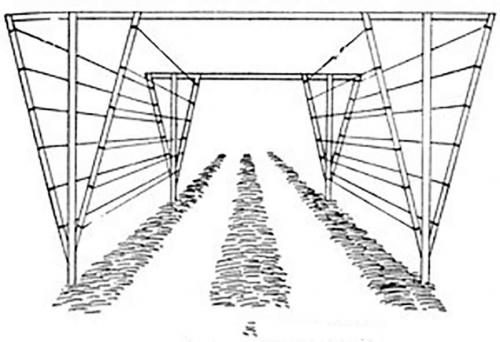 Шпалера для винограда из профильной трубы. Виды шпалер