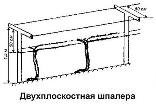 Шпалера для винограда из профильной трубы. Виды шпалер