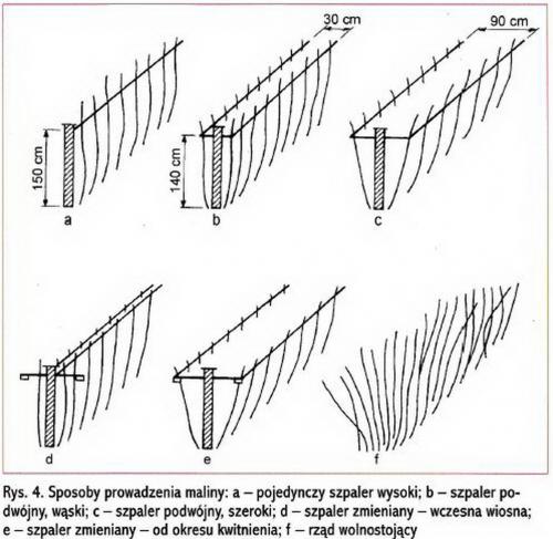 Сделать шпалеру для малины своими руками: простые инструкции для начинающих 04 Сделать шпалеру для малины своими руками: простые инструкции для начинающих 04