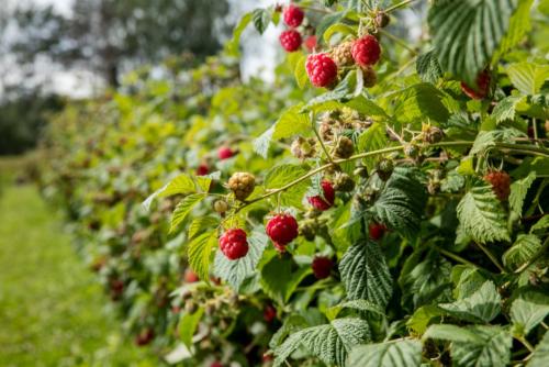 Сделать шпалеру для малины своими руками: простые инструкции для начинающих 11 Сделать шпалеру для малины своими руками: простые инструкции для начинающих 11