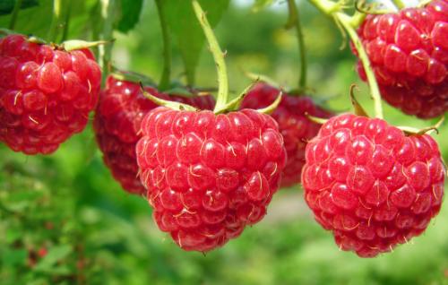 Сделать шпалеру для малины своими руками: простые инструкции для начинающих 06 Сделать шпалеру для малины своими руками: простые инструкции для начинающих 06