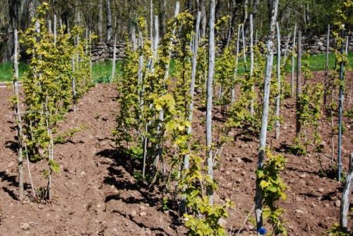 Как выбрать подходящий участок для шпалеры для малины. Подготовка малинника к посадке кустов