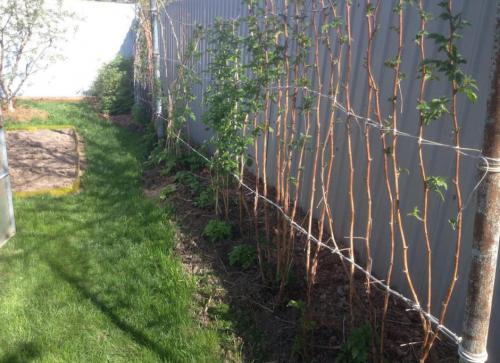 Сделать шпалеру для малины своими руками: простые инструкции для начинающих 09 Сделать шпалеру для малины своими руками: простые инструкции для начинающих 09