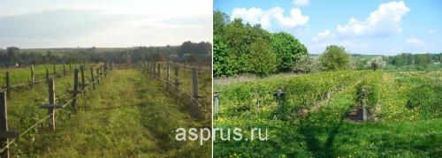 Сделать шпалеру для малины своими руками: простые инструкции для начинающих 02 Сделать шпалеру для малины своими руками: простые инструкции для начинающих 02