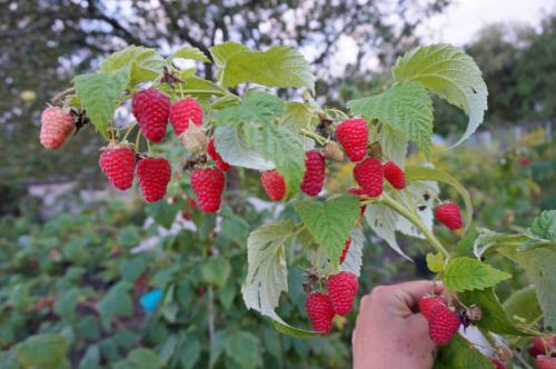 Сделать шпалеру для малины своими руками: простые инструкции для начинающих 07 Сделать шпалеру для малины своими руками: простые инструкции для начинающих 07