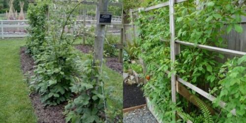 Шпалера для малины чертеж. Опора для малины своими руками