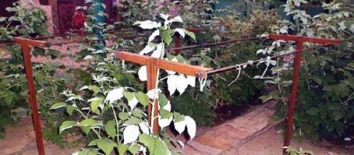 Шпалера для малины размеры. Варианты конструкции шпалер