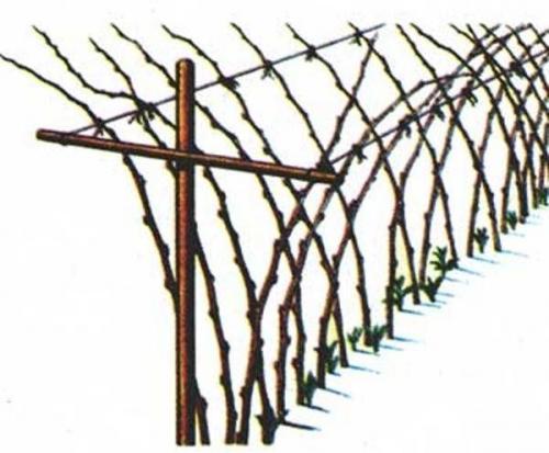 Шпалера для малины размеры. Варианты конструкции шпалер