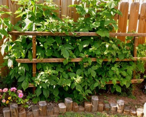 Шпалера для малины чертеж. Опора для малины своими руками