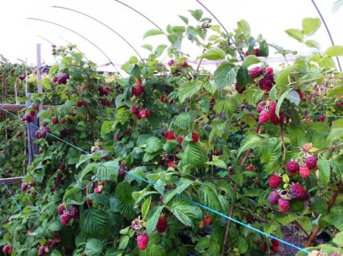 СТРОИМ шпалеру для МАЛИНЫ-ПОВЫШАЕМ.. Преимущества использования шпалер для выращивания малины 05