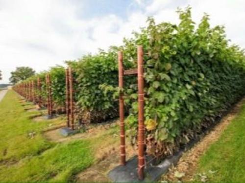 Из Чего сделать шпалеру для малины своими руками. Двухполосные 10 Из Чего сделать шпалеру для малины своими руками. Двухполосные 10