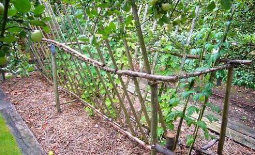 Шпалера для малины из пластиковых труб. 5 типов шпалер