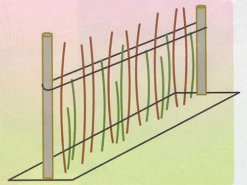 Идеальная шпалера для малины. Шпалера для малины своими руками: фото