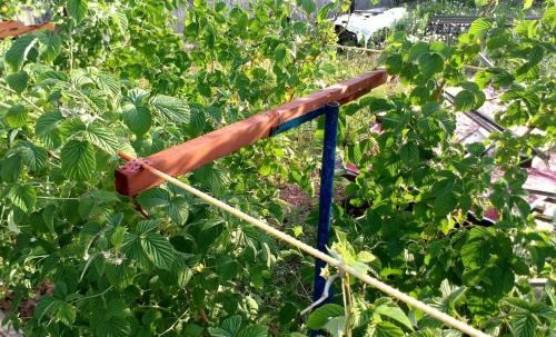 Идеальная шпалера для малины. Шпалера для малины своими руками: фото