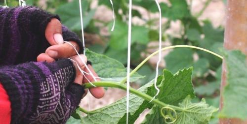 Какие шпалеры для огурцов и малины делаете вы. Зачем нужны? 04 Какие шпалеры для огурцов и малины делаете вы. Зачем нужны? 04