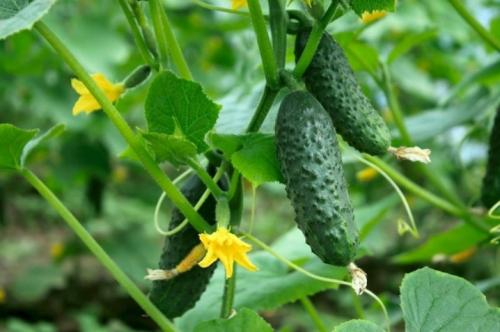 Какие шпалеры для огурцов и малины делаете вы. Зачем нужны? 06 Какие шпалеры для огурцов и малины делаете вы. Зачем нужны? 06