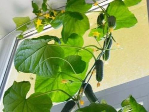 Какие шпалеры для огурцов и малины делаете вы. Зачем нужны? 13 Какие шпалеры для огурцов и малины делаете вы. Зачем нужны? 13