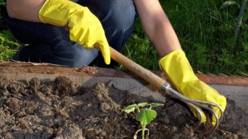 Какие шпалеры для огурцов и малины делаете вы. Зачем нужны? 03 Какие шпалеры для огурцов и малины делаете вы. Зачем нужны? 03