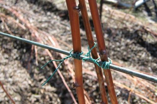 Шпалера для ремонтантной малины. ТОП-3 правильных способа подвязки малины в саду