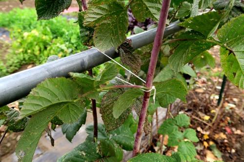 Шпалера для ремонтантной малины. ТОП-3 правильных способа подвязки малины в саду