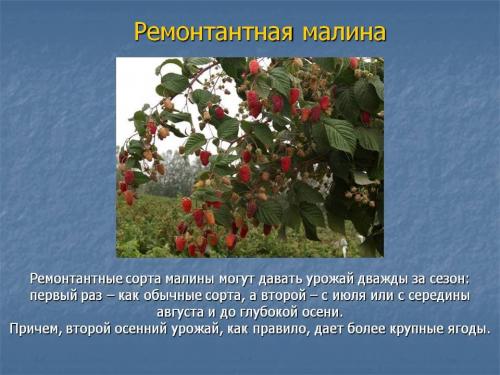 Опора для малины своими руками. Для ремонтантной малины