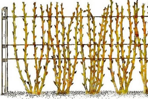 Шпалера для ремонтантной малины. ТОП-3 правильных способа подвязки малины в саду