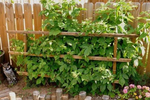 Шпалера для ремонтантной малины. ТОП-3 правильных способа подвязки малины в саду