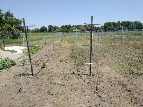 Как подвязать малину картинки. Виды шпалер